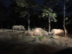 -清迈夜间动物园