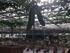 -上海都市菜园