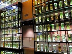 -广东中医药博物馆