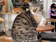 -平行世界·猫咖(首经贸店)