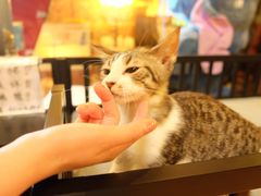 -more than meow吴止猫主题餐厅(承德 中船汇店)