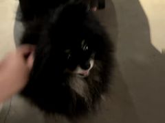 -百好乐宠物友好餐厅(朝外大街店)