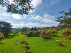 -中国科学院西双版纳热带植物园