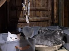 -壹六猫窝(谷德店)