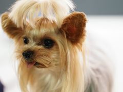 -百好乐宠物友好餐厅(朝外大街店)