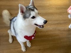 -Husky Go! 哈士奇体验馆·宠物咖啡厅狗咖