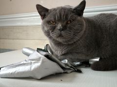 -喵园·猫主题咖啡厅·撸猫·猫咖(国贸店)