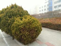 -麦当劳(青岛大学店)