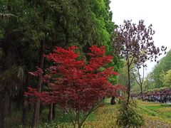 -东平国家森林公园