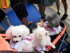 -上海新国际博览中心-P1立体停车场