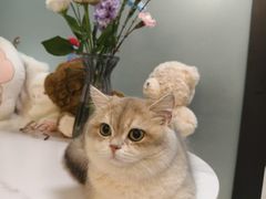 -安安宠医宠物医院·异宠·犬猫内科(岳阳分院)