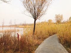 -九里湖国家湿地公园