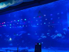 -烟台海昌鲸鲨海洋公园