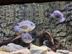 -上海海洋水族馆