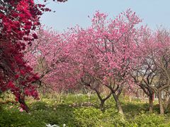 -洛阳市隋唐城遗址植物园