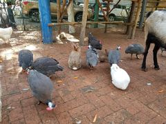 -大鹅岛绿色生态美食园