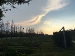 -上海长兴岛郊野公园