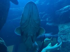 -迪拜水族馆及水下动物园
