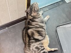 -宠爱国际动物医院·消化内科·心肾内科·ISFM猫友好(望京店)
