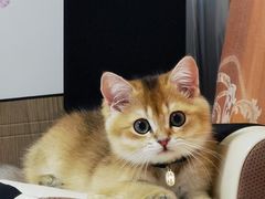 -屋虎猫馆(宝安大仟里店)
