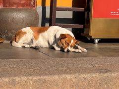 -龙华素斋(龙华路店)