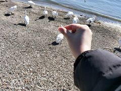 -烟墩角天鹅湖