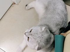 -宠福鑫康馨动物医院·骨科·眼科