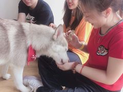 -Husky Go! 哈士奇体验馆·宠物咖啡厅狗咖