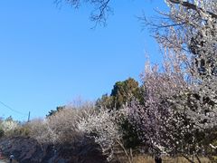 -北京西山国家森林公园