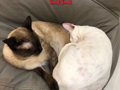 -飞行喵MR PILOT|猫舍·猫咖(静安大融城店)