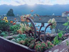 -喵屿·大理花园猫咖