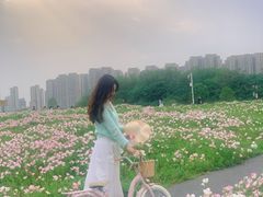 -洋湖国家湿地公园