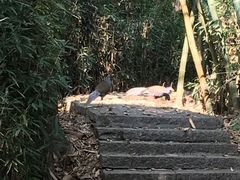 -福建鲤鱼洲酒店