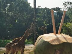-深圳野生动物园