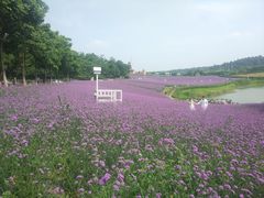 -大塘金香草谷