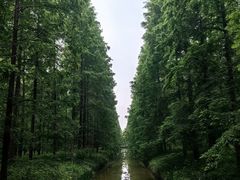 -黄海国家森林公园