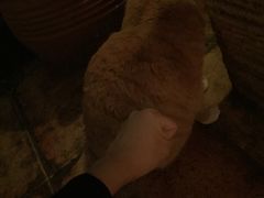 -Sirena海妖日咖夜酒