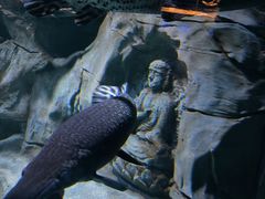 -重庆欢乐海底世界