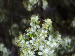 -武汉大学-樱园