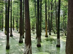 -艾溪湖湿地公园