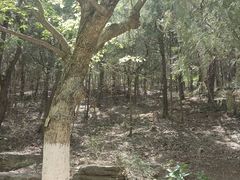 -佛慧山
