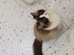 -猫域·湾主题猫咖·宠物吧(南坪城市广场店)