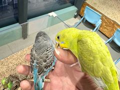 -怪兽屋·羊驼·猫咖·狗咖(俊华广场店)