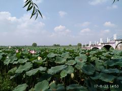 -洪湖生态旅游区