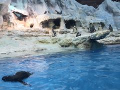 -帝企鹅自助餐厅•儿童岛•真企鹅(长隆企鹅酒店)