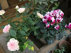 -猫的天空之城概念书店(杭州南宋御街店)