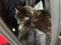 -宠福鑫动物医院(城北分院)