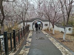 -桃花堤公园