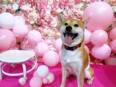 -百好乐宠物友好餐厅(朝外大街店)