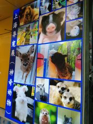 点击看大图 -神奇动物撸宠馆·羊驼·小浣熊·异宠(豫园店)